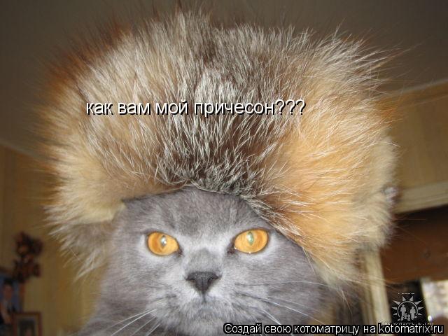 как вам мой причесон???... Котоматрица: как вам мой причесон???