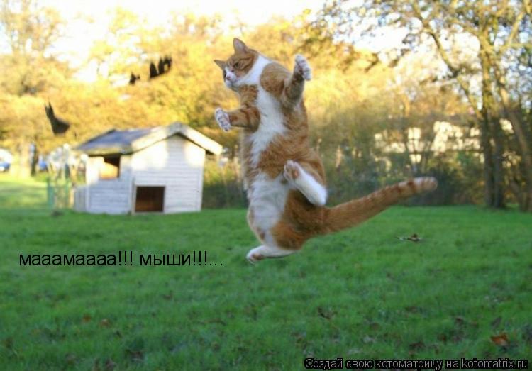 мааамаааа!!! мыши!!!...... Котоматрица: мааамаааа!!! мыши!!!...