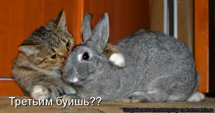 Котоматрица: Третьим буишь??