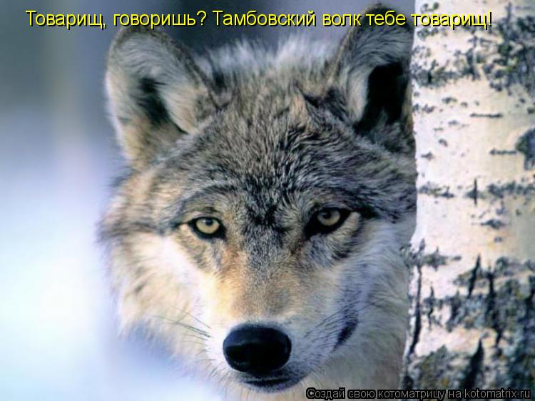 Товарищ, говоришь? Тамбовский волк тебе товарищ!... Котоматрица: Товарищ, говоришь? Тамбовский волк тебе товарищ!