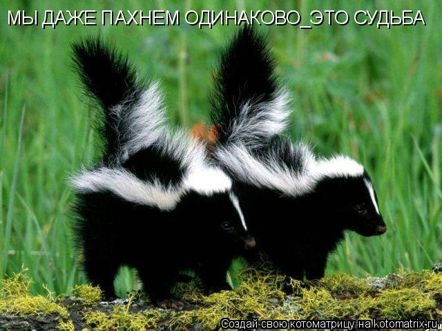 МЫ ДАЖЕ ПАХНЕМ ОДИНАКОВО_ЭТО СУДЬБА... Котоматрица: МЫ ДАЖЕ ПАХНЕМ ОДИНАКОВО_ЭТО СУДЬБА