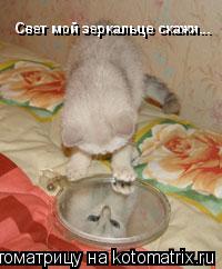 Свет мой зеркальце скажи... Свет мой зеркальце скажи...... Котоматрица: Свет мой зеркальце скажи... Свет мой зеркальце скажи...