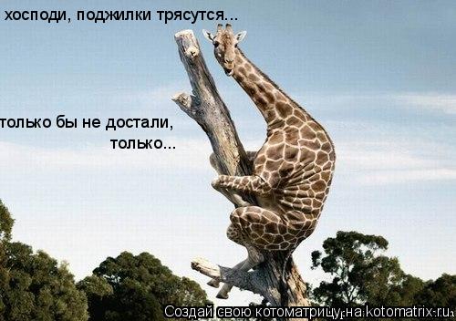 хосподи, поджилки трясутся... только бы не достали, только...... Котоматрица: хосподи, поджилки трясутся... только бы не достали, только...