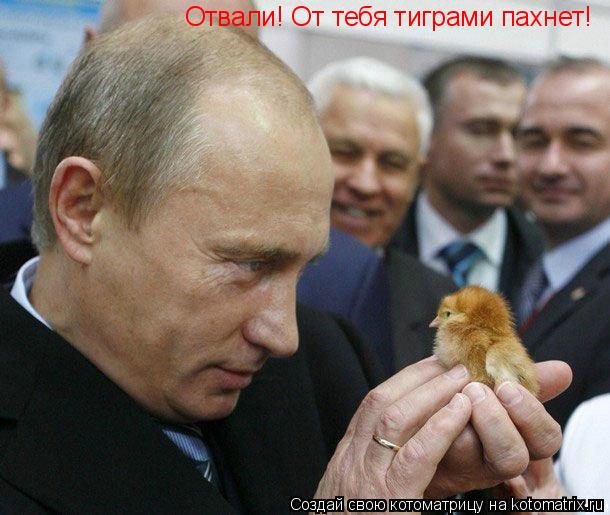 Отвали! От тебя тиграми пахнет!... Котоматрица: Отвали! От тебя тиграми пахнет!