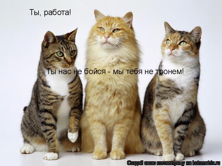 Ты, работа! Ты нас не бойся - мы тебя не тронем!... Котоматрица: Ты, работа! Ты нас не бойся - мы тебя не тронем!