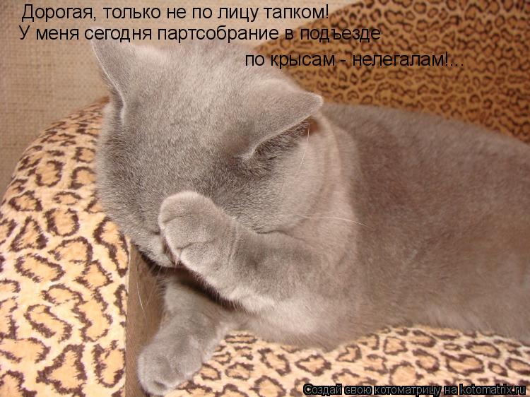 Дорогая, только не по лицу тапком! У меня сегодня партсобрание в подъезде по крысам - нелегалам!...... Котоматрица: Дорогая, только не по лицу тапком! У меня сегодня партсобрание в подъезде по крысам - нелегалам!...