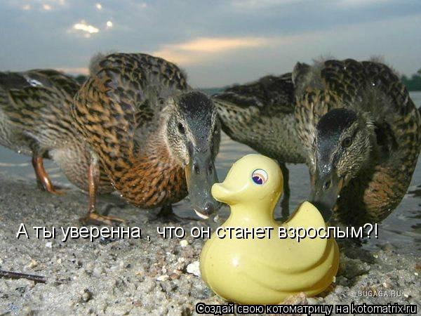 А ты уверенна , что он станет взрослым?!... Котоматрица: А ты уверенна , что он станет взрослым?!