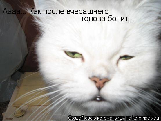 Аааа... Как после вчерашнего голова болит...... Котоматрица: Аааа... Как после вчерашнего голова болит...