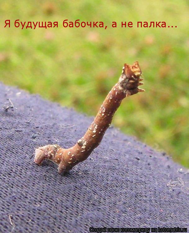 Я будущая бабочка, а не палка...... Котоматрица: Я будущая бабочка, а не палка...