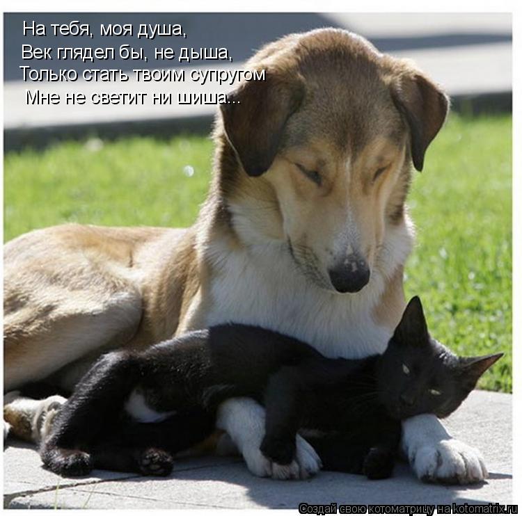 Век глядел бы, не дыша, Только стать твоим супругом Мне не светит ни шиша... На тебя, моя душа,... Котоматрица: Век глядел бы, не дыша, Только стать твоим супругом Мне не светит ни шиша... На тебя, моя душа,