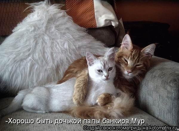 -Хорошо быть дочькой папы банкира,Мур... Котоматрица: -Хорошо быть дочькой папы банкира,Мур