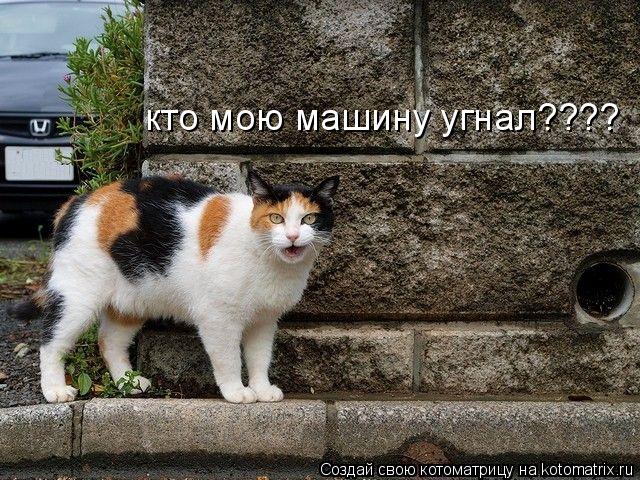 кто мою машину угнал????... Котоматрица: кто мою машину угнал????