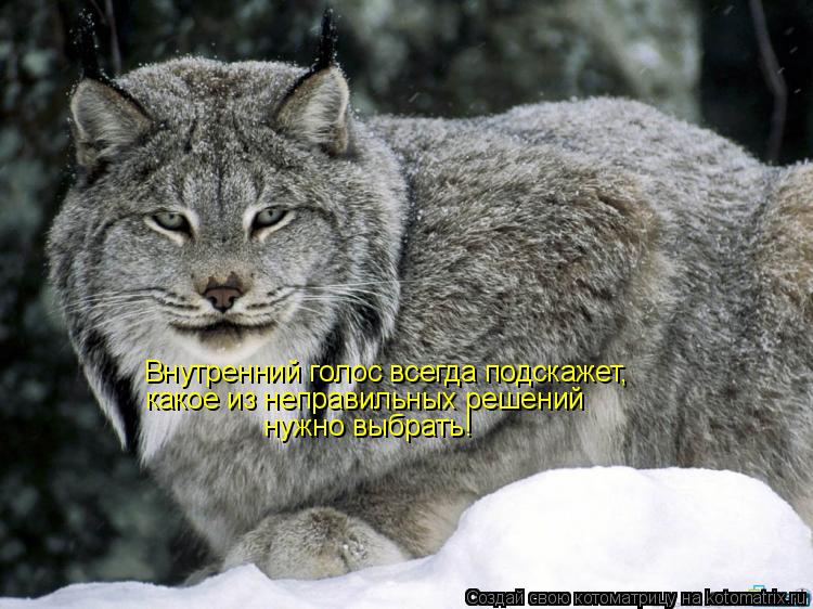 Внутренний голос всегда подскажет, какое из неправильных решений нужно выбрать!... Котоматрица: Внутренний голос всегда подскажет, какое из неправильных решений нужно выбрать!
