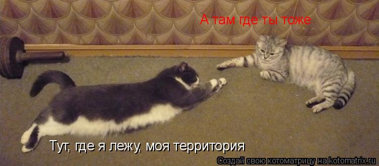 Тут, где я лежу, моя территория А там где ты тоже... Котоматрица: Тут, где я лежу, моя территория А там где ты тоже