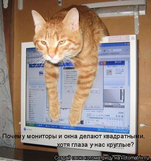 Почему мониторы и окна делают квадратными, хотя глаза у нас круглые?... Котоматрица: Почему мониторы и окна делают квадратными, хотя глаза у нас круглые?