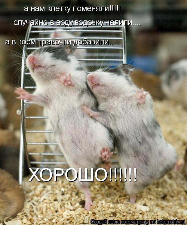 а нам клетку поменяли!!!!! а в корм травочки добавили... случайно в воду,водочку налили.... ХОРОШО!!!... Котоматрица: а нам клетку поменяли!!!!! а в корм травочки добавили... случайно в воду,водочку налили.... ХОРОШО!!!!!!