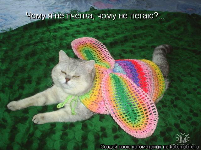 Чому я не пчелка, чому не летаю?...... Котоматрица: Чому я не пчелка, чому не летаю?...