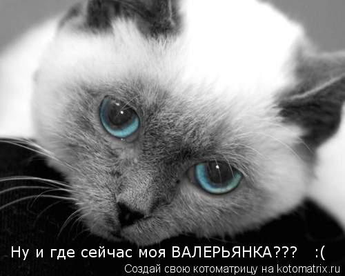 Ну и где сейчас моя ВАЛЕРЬЯНКА??? :(... Котоматрица: Ну и где сейчас моя ВАЛЕРЬЯНКА??? :(