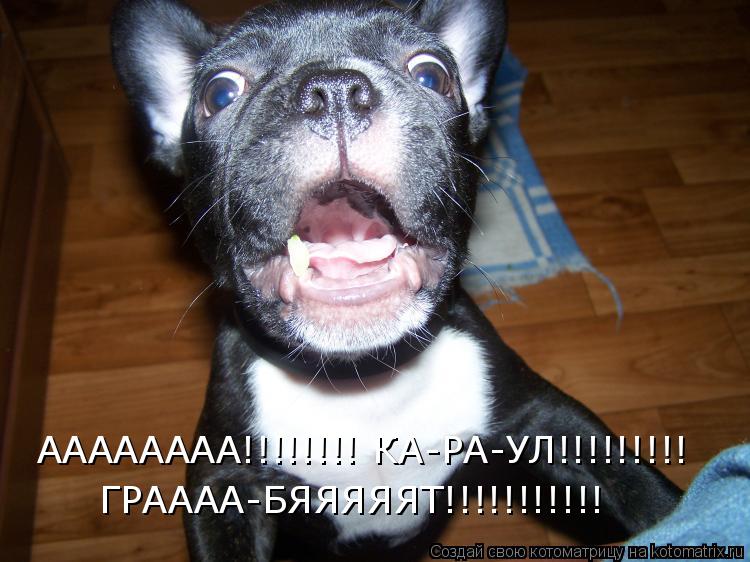 АААААААА!!!!!!!! КА-РА-УЛ!!!!!!!!! ГРАААА-БЯЯЯЯЯТ!!!!!!!!!!!... Котоматрица: АААААААА!!!!!!!! КА-РА-УЛ!!!!!!!!! ГРАААА-БЯЯЯЯЯТ!!!!!!!!!!!