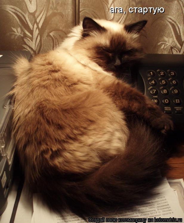 ага, стартую... Котоматрица: ага, стартую