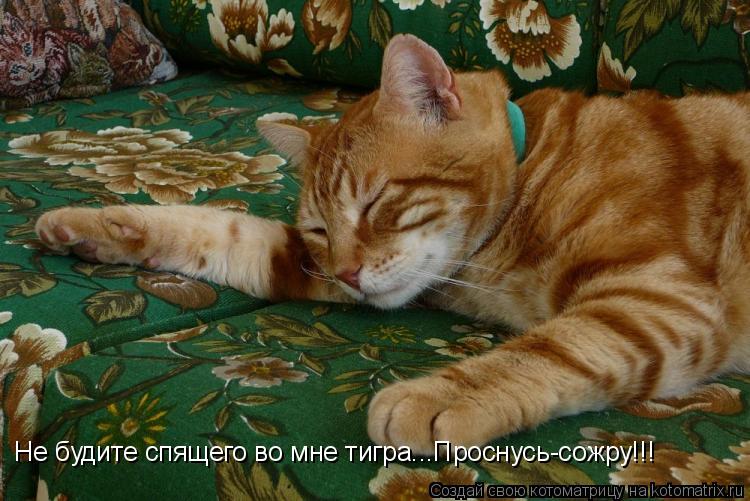 Не будите спящего во мне тигра...Проснусь-сожру!!!... Котоматрица: Не будите спящего во мне тигра...Проснусь-сожру!!!