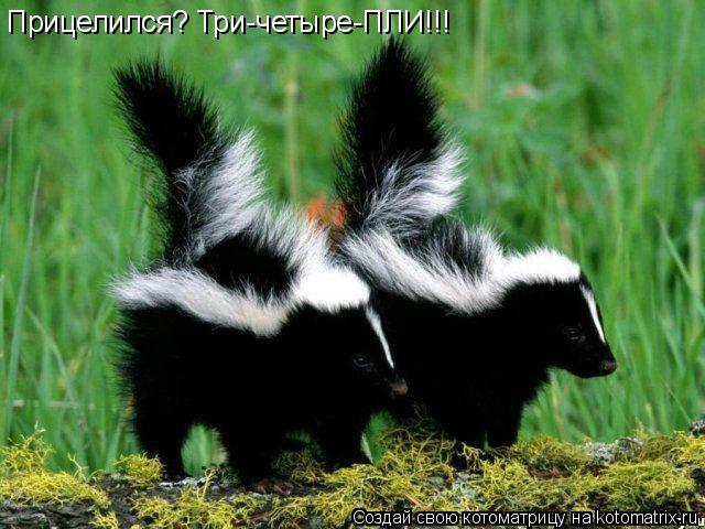 Прицелился? Три-четыре-ПЛИ!!!... Котоматрица: Прицелился? Три-четыре-ПЛИ!!!