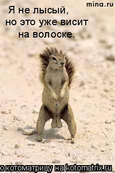Я не лысый, но это уже висит на волоске.... Котоматрица: Я не лысый, но это уже висит на волоске.