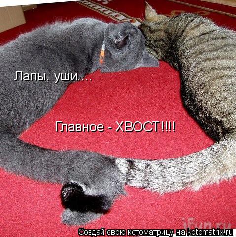Лапы, уши.... Главное - ХВОСТ!!!!... Котоматрица: Лапы, уши.... Главное - ХВОСТ!!!!