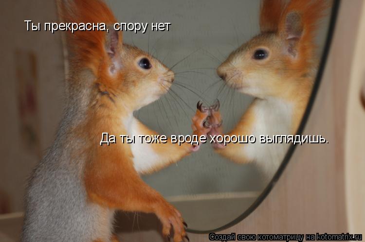 Котоматрица: Ты прекрасна, спору нет Да ты тоже вроде хорошо выглядишь.