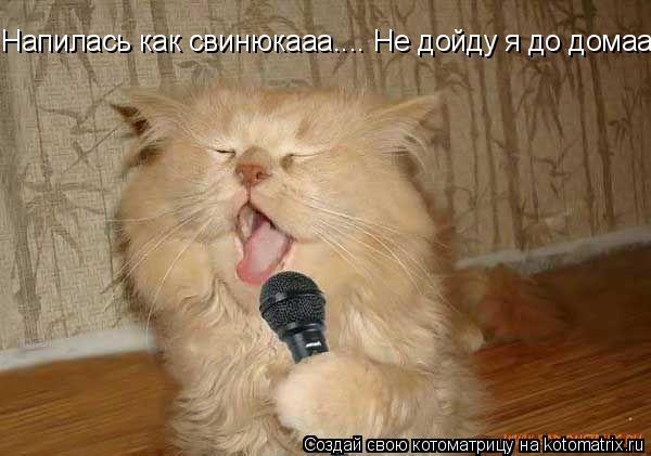 Напилась как свинюкааа.... Не дойду я до домааа....... Котоматрица: Напилась как свинюкааа.... Не дойду я до домааа....