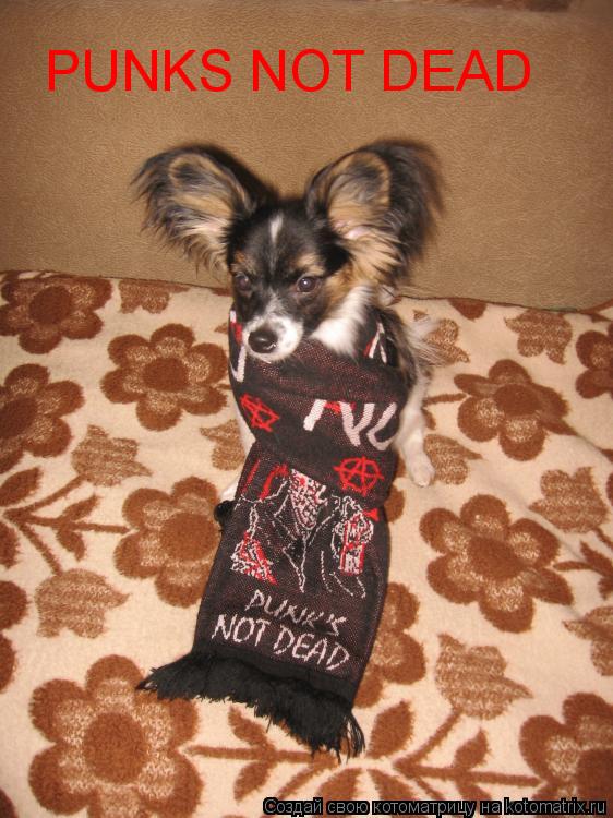 PUNKS NOT DEAD... Котоматрица: PUNKS NOT DEAD