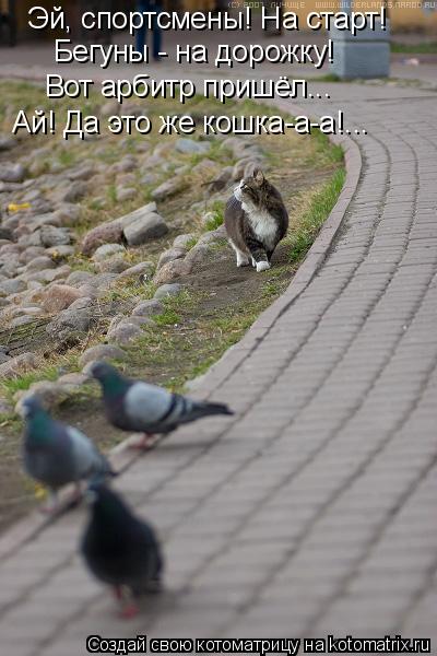 Эй, спортсмены! На старт! Бегуны - на дорожку! Вот арбитр пришёл... Ай! Да это же кошка-а-а!...... Котоматрица: Эй, спортсмены! На старт! Бегуны - на дорожку! Вот арбитр пришёл... Ай! Да это же кошка-а-а!...