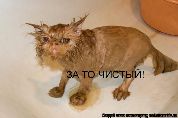 ЗА ТО ЧИСТЫЙ!... Котоматрица: ЗА ТО ЧИСТЫЙ!