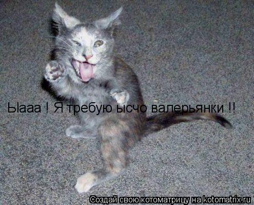 Ыааа ! Я требую ысчо валерьянки !!... Котоматрица: Ыааа ! Я требую ысчо валерьянки !!