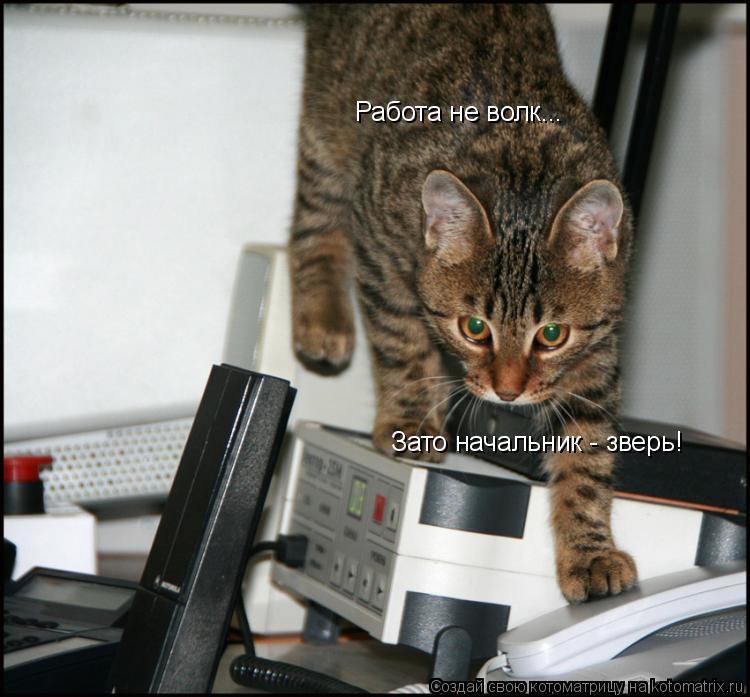 Зато начальник - зверь! Работа не волк...... Котоматрица: Зато начальник - зверь! Работа не волк...