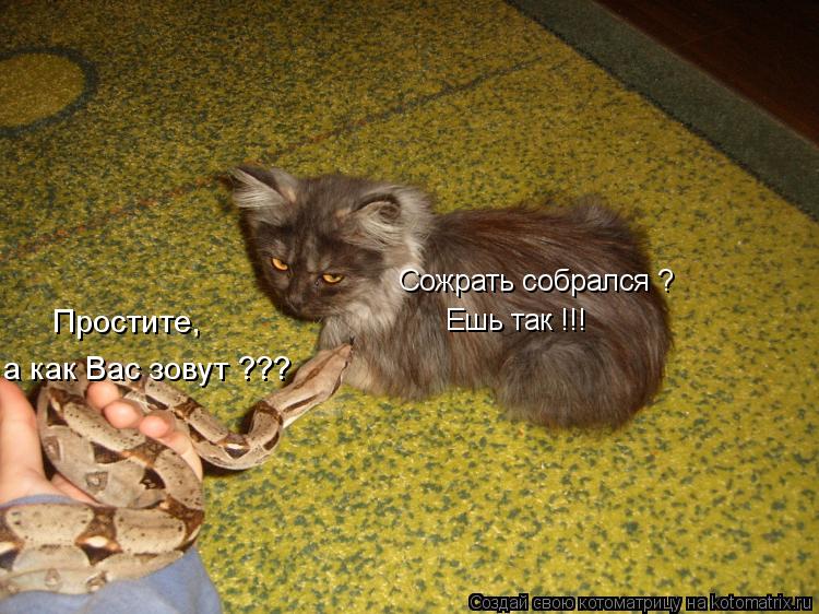 Сожрать собрался ? Ешь так !!! Простите, а как Вас зовут ???... Котоматрица: Сожрать собрался ? Ешь так !!! Простите, а как Вас зовут ???