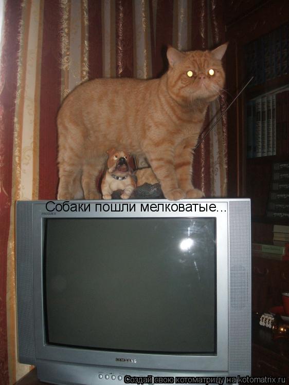 Собаки пошли мелковатые...... Котоматрица: Собаки пошли мелковатые...