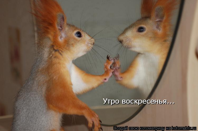 Утро воскресенья...... Котоматрица: Утро воскресенья...