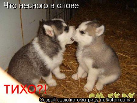 Что несного в слове ТИХО?!... Котоматрица: Что несного в слове ТИХО?!