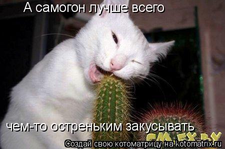 А самогон лучше всего чем-то остреньким закусывать... Котоматрица: А самогон лучше всего чем-то остреньким закусывать
