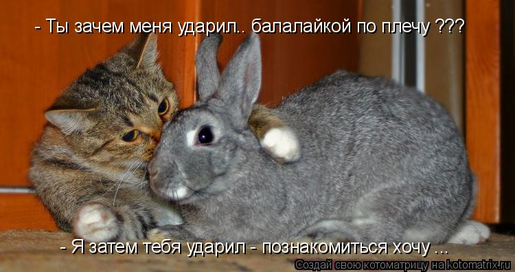 - Ты зачем меня ударил.. балалайкой по плечу ??? - Я затем тебя ударил - познакомиться хочу ...... Котоматрица: - Ты зачем меня ударил.. балалайкой по плечу ??? - Я затем тебя ударил - познакомиться хочу ...