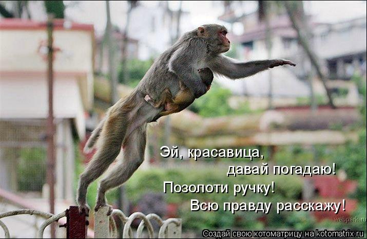 Эй, красавица, давай погадаю! Позолоти ручку! Всю правду расскажу!... Котоматрица: Эй, красавица, давай погадаю! Позолоти ручку! Всю правду расскажу!