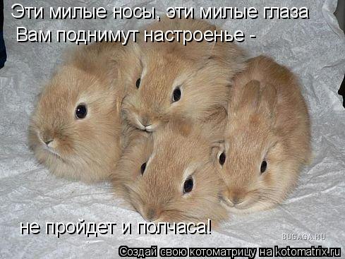Эти милые носы, эти милые глаза Вам поднимут настроенье - не пройдет и полчаса!... Котоматрица: Эти милые носы, эти милые глаза Вам поднимут настроенье - не пройдет и полчаса!