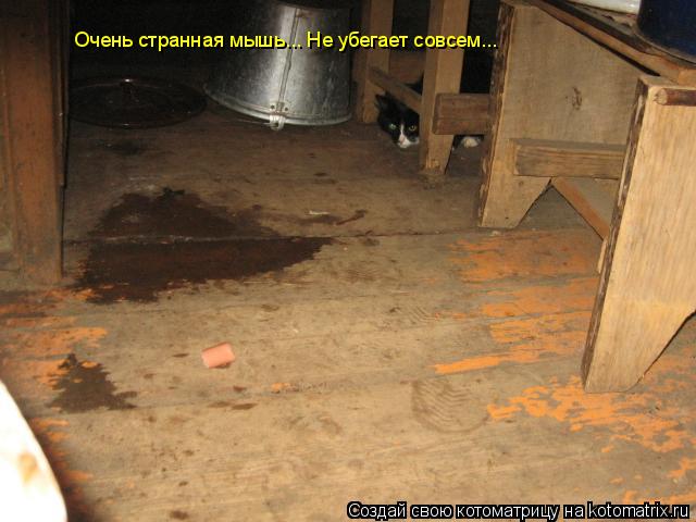 Котоматрица: Очень странная мышь... Не убегает совсем...
