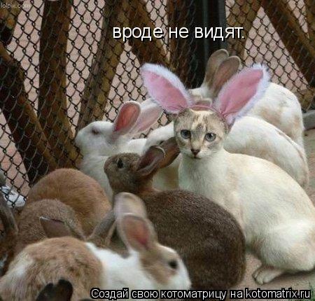 вроде не видят.... Котоматрица: вроде не видят.