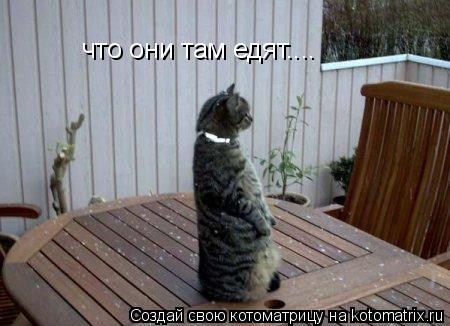 что они там едят....... Котоматрица: что они там едят....