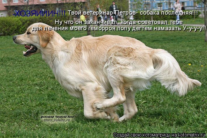 -ХОЗЯИИИН!!! Твой ветеринар Петров- собака последняя!!! Ну что он заканчивал, когда советовал тебе дл... Котоматрица: -ХОЗЯИИИН!!! Твой ветеринар Петров- собака последняя!!! Ну что он заканчивал, когда советовал тебе для лечения моего геморроя попу дегтем нам