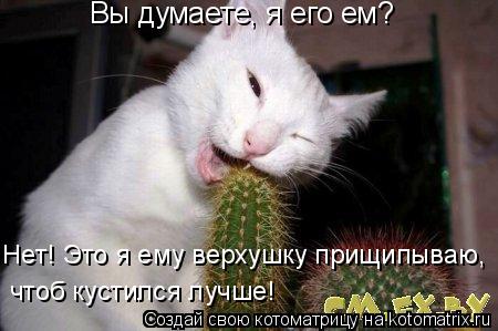 Вы думаете, я его ем? Нет! Это я ему верхушку прищипываю, чтоб кустился лучше!... Котоматрица: Вы думаете, я его ем? Нет! Это я ему верхушку прищипываю, чтоб кустился лучше!