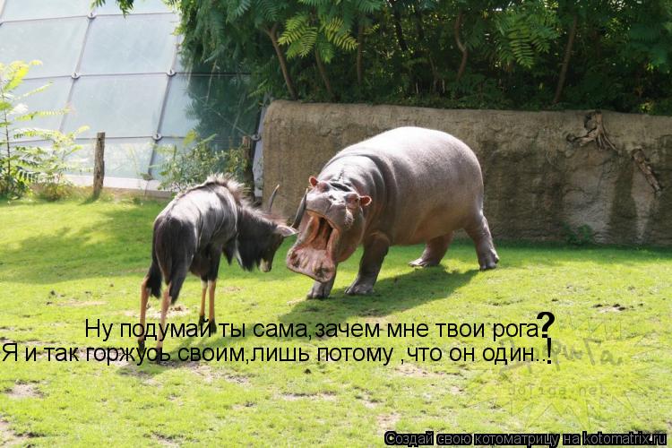 Ну подумай ты сама,зачем мне твои рога Я и так горжусь своим,лишь потому ,что он один.. ? ? !... Котоматрица: Ну подумай ты сама,зачем мне твои рога Я и так горжусь своим,лишь потому ,что он один.. ? ? !
