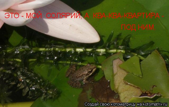 ЭТО - МОЙ СОЛЯРИЙ, А КВА-КВА-КВАРТИРА - ПОД НИМ.... Котоматрица: ЭТО - МОЙ СОЛЯРИЙ, А КВА-КВА-КВАРТИРА - ПОД НИМ.